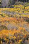 USA-Colorado-Uncompahgre National Forest Autumn-colored forest Art Print